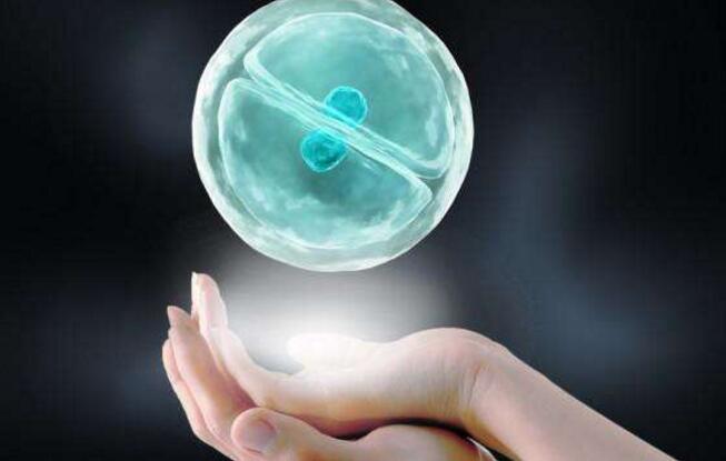 试管婴儿胚胎移植前、后都有哪些注意事项和常见的问题