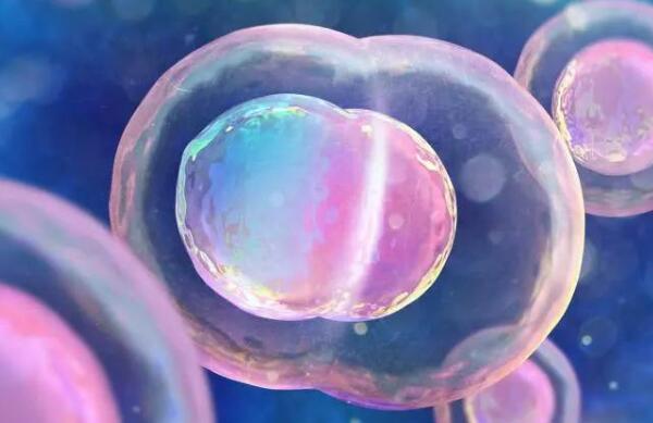 试管婴儿移植后，胚胎多久能着床？